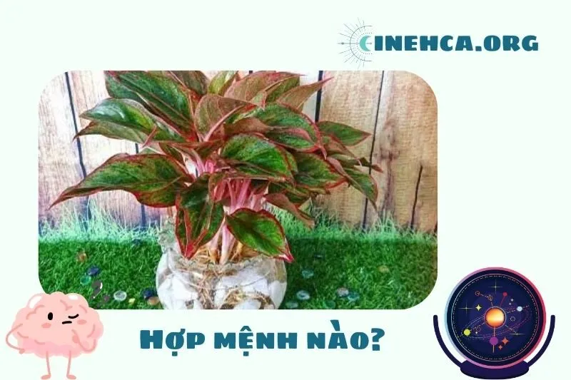 Cây phú quý phong thủy hợp mệnh nào?