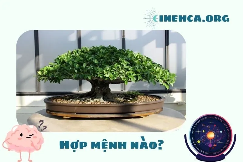 Cây si cảnh phong thủy hợp mệnh nào?