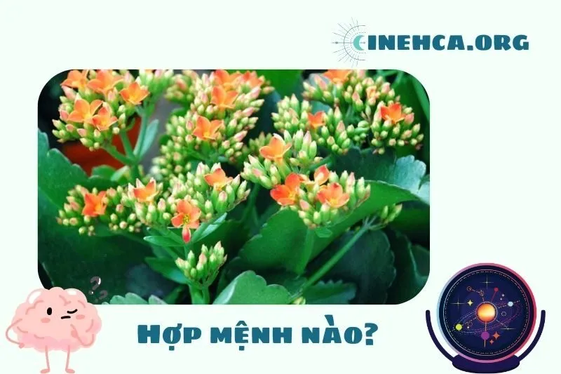 Cây sống đời phong thủy hợp mệnh nào?