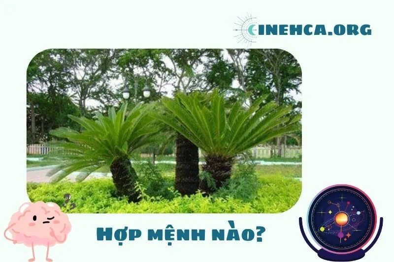 Cây thiên tuế phong thủy hợp mệnh nào?