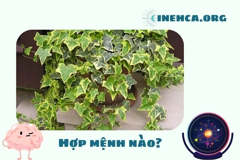 Cây thường xuân hợp mệnh nào?