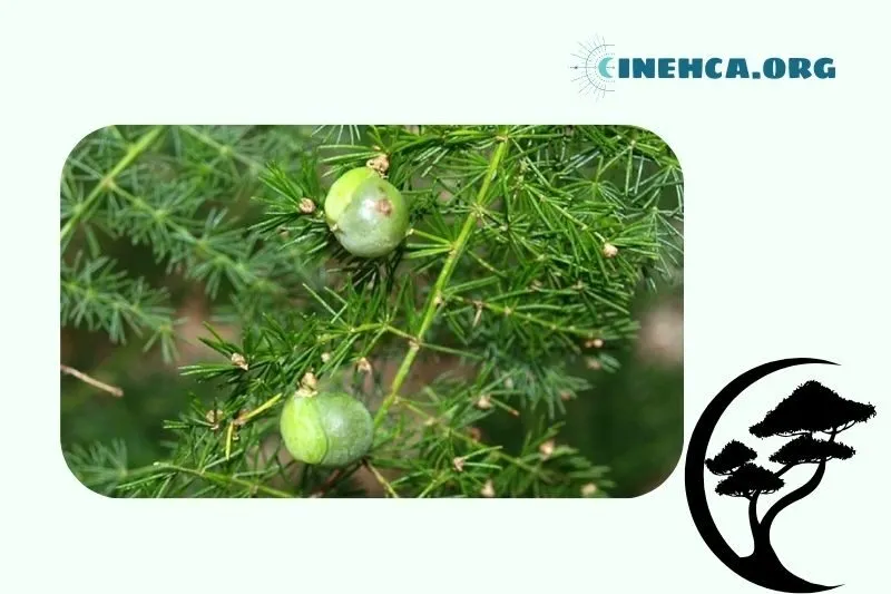 Cách chọn cây Thủy Tùng hợp mệnh và tuổi