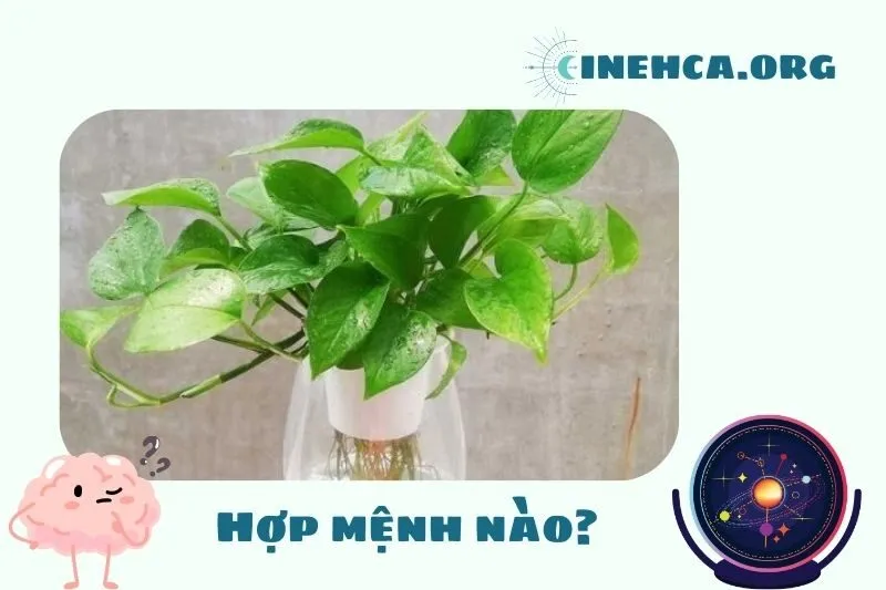 Cây trầu bà phong thuỷ hợp mệnh nào?