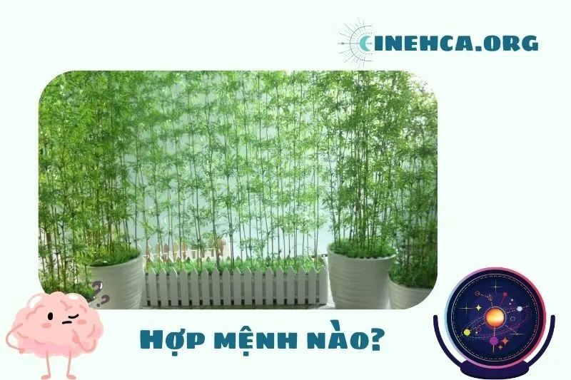 Cây trúc quân tử phong thủy hợp mệnh nào?