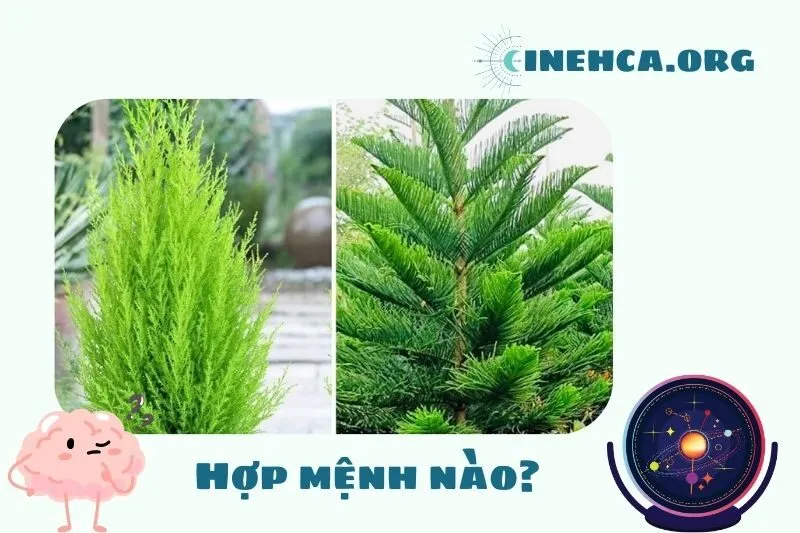 Cây tùng bách phong thủy hợp mệnh nào?