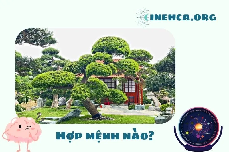 Cây tùng la hán phong thủy hợp mệnh nào?