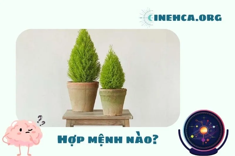 Cây tùng thơm phong thủy hợp mệnh và tuổi nào?