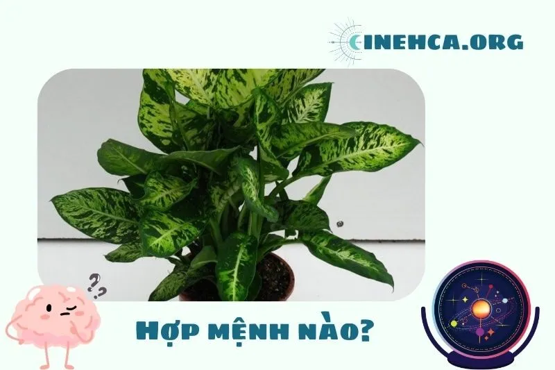 Cây vạn niên thanh hợp với mệnh và tuổi nào?