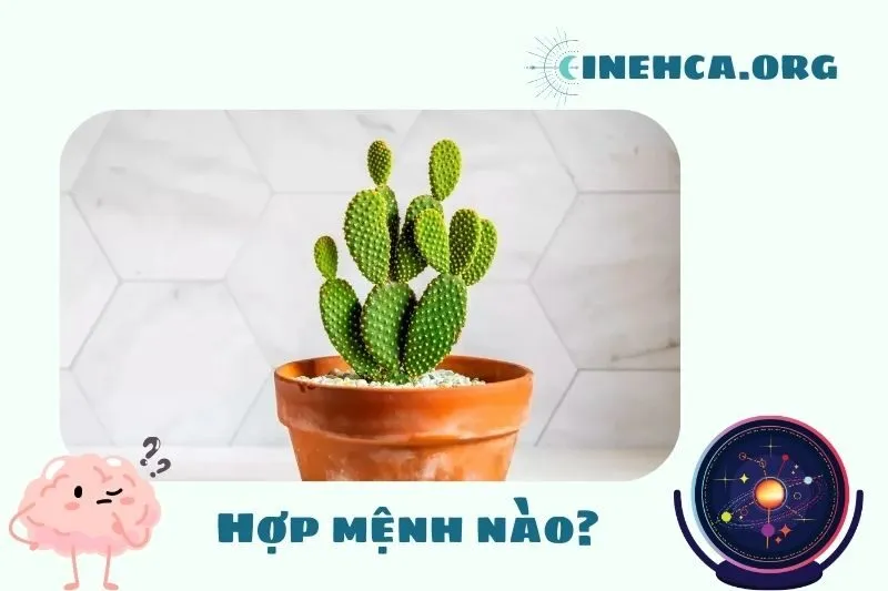 Cây xương rồng phong thủy hợp mệnh nào?