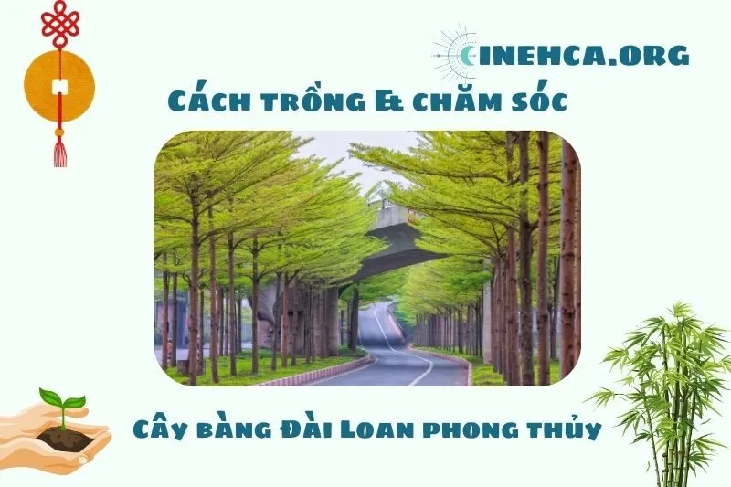 Cách trồng và chăm sóc cây Bàng Đài Loan