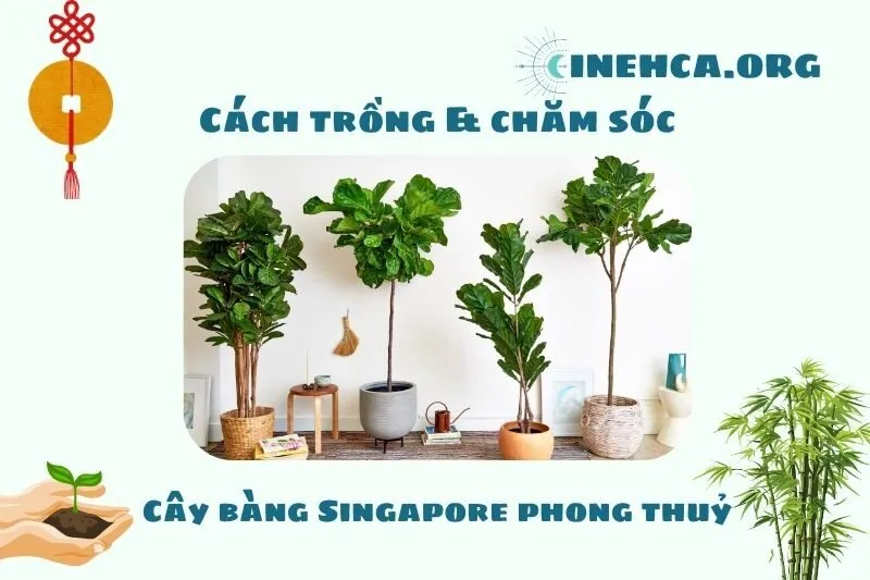 Cách trồng và chăm sóc cây bàng Singapore phong thủy