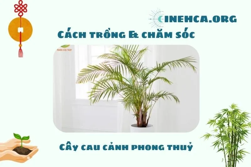 Cách trồng và chăm sóc cây cau cảnh phong thủy