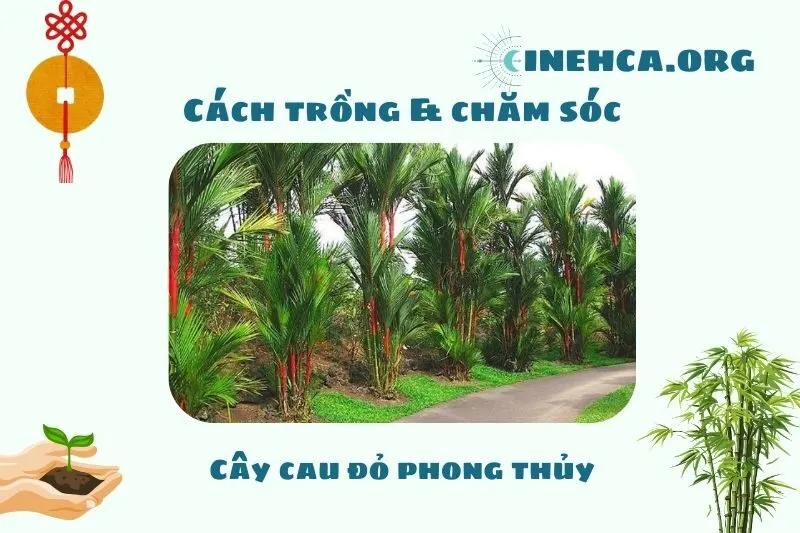 Cách trồng và chăm sóc cây cau đỏ phong thủy
