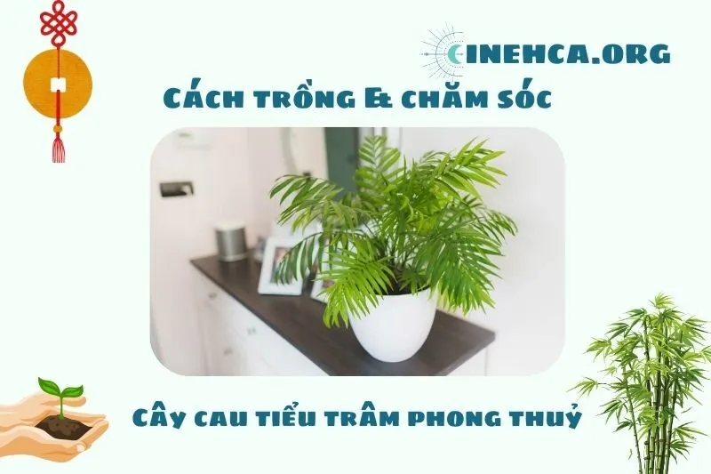 Cách trồng và chăm sóc cây cau tiểu trâm phong thủy