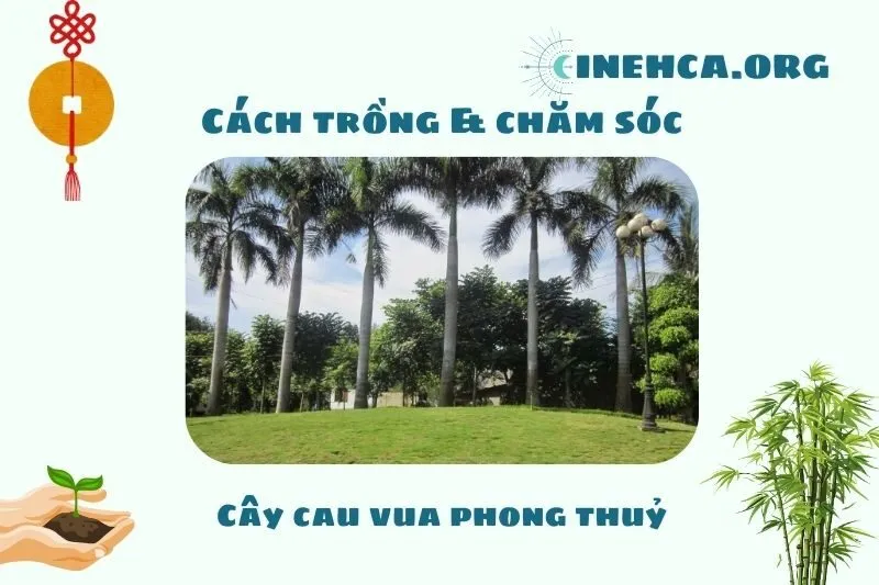 Cách trồng và chăm sóc cây cau vua phong thủy