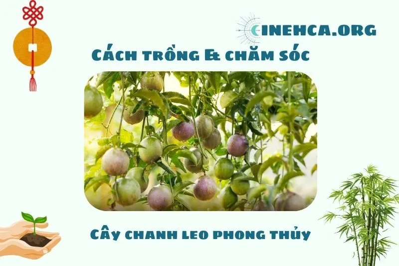 Cách trồng và chăm sóc cây chanh leo phong thủy