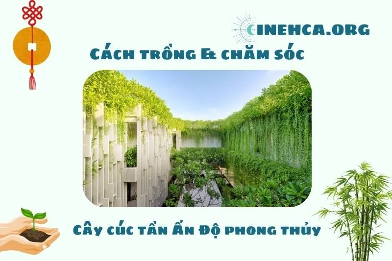 Cách trồng và chăm sóc cây cúc tần Ấn Độ