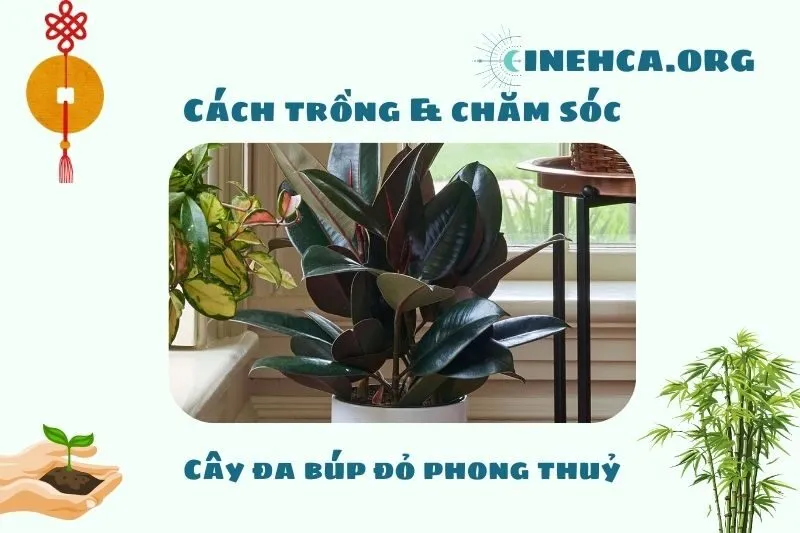 Cách trồng và chăm sóc cây đa búp đỏ phong thủy