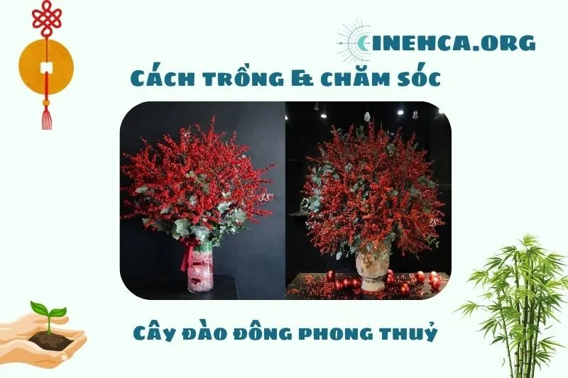 Cách trồng và chăm sóc cây đào đông phong thủy