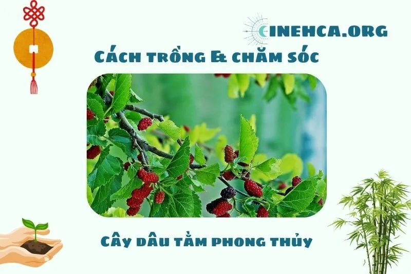 Cách trồng và chăm sóc cây dâu tằm đúng phong thủy