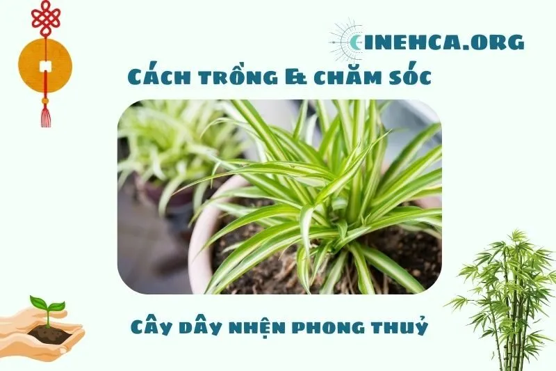 Cách chăm sóc cây dây nhện để giữ phong thủy tốt