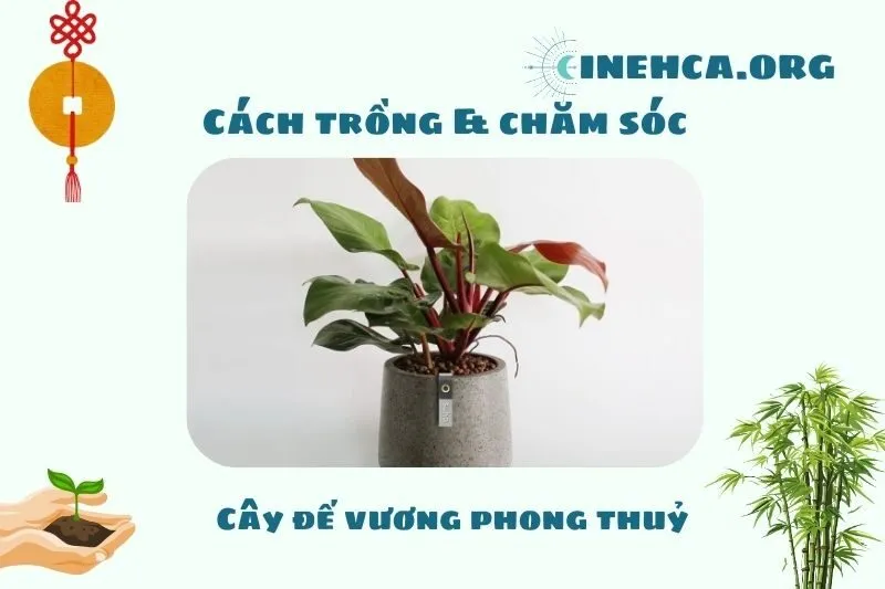 Cách trồng và chăm sóc cây đế vương phong thủy