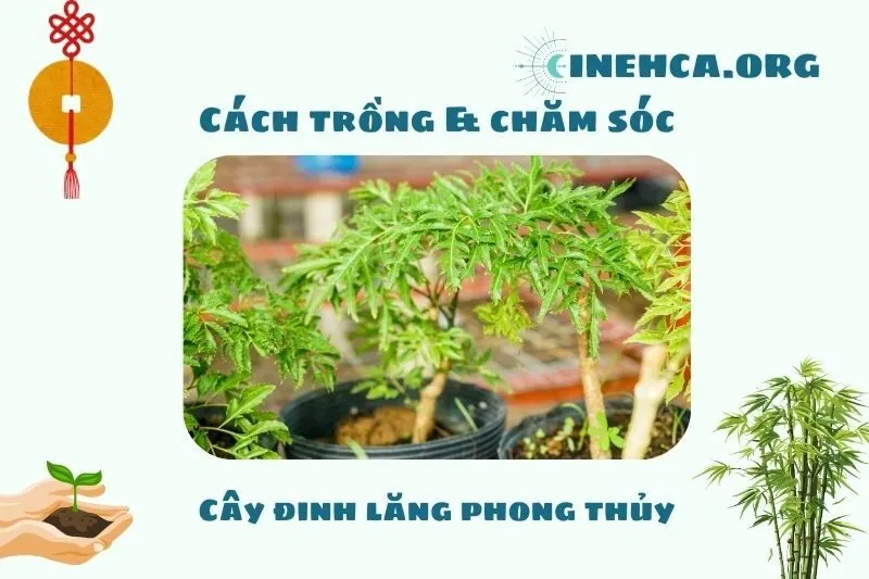 Cách trồng và chăm sóc cây đinh lăng phong thủy