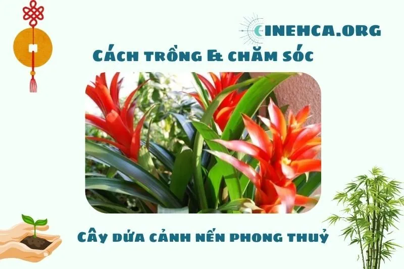Cách trồng và chăm sóc cây dứa cảnh nến phong thủy
