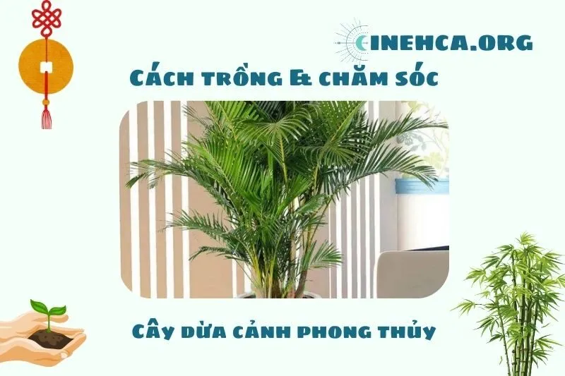 Cách trồng và chăm sóc cây dừa cảnh phong thủy