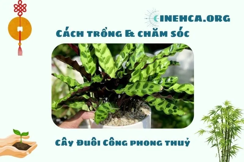 Hướng dẫn cách trồng và chăm sóc cây Đuôi Công
