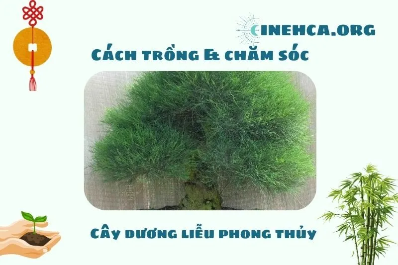 Cách trồng và chăm sóc cây dương liễu phong thủy