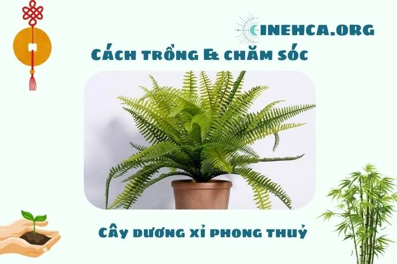 Cách trồng và chăm sóc cây dương xỉ phong thuỷ