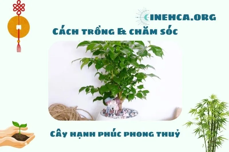 Cách trồng và chăm sóc cây hạnh phúc