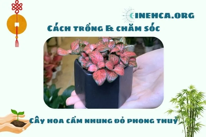 Hướng dẫn trồng và chăm sóc cây hoa cẩm nhung đỏ