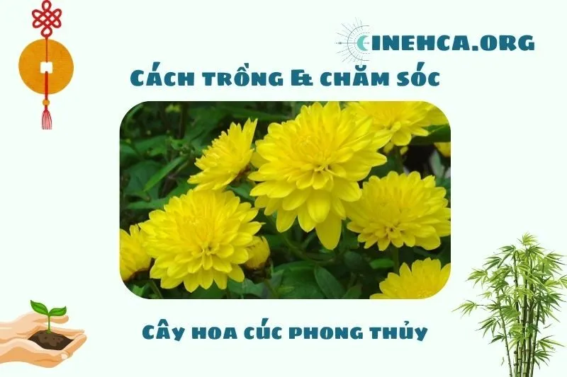 Cách trồng và chăm sóc cây hoa cúc phong thủy