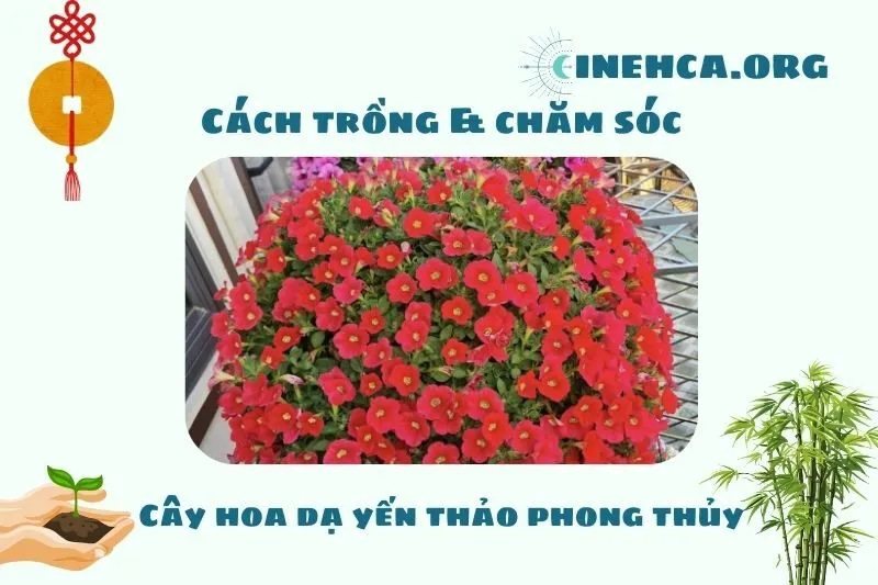 Cách trồng và chăm sóc cây hoa dạ yến thảo phong thủy