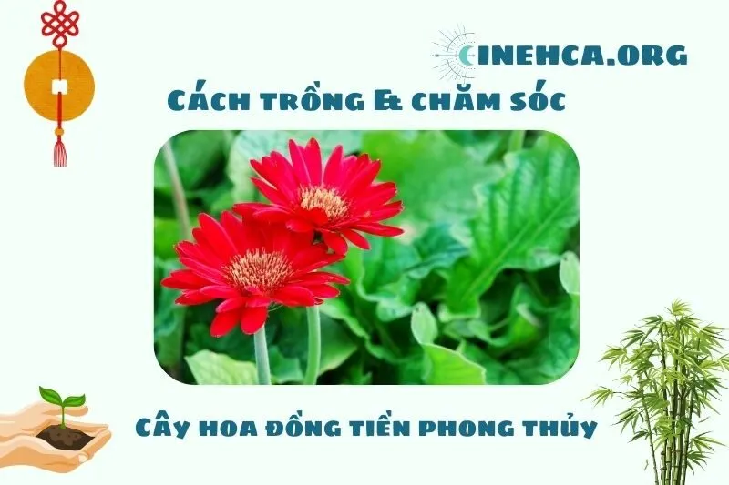 Cách trồng và chăm sóc cây hoa đồng tiền phong thủy