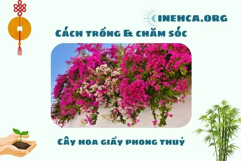 Cách trồng và chăm sóc cây hoa giấy phong thủy