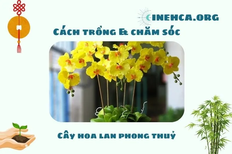 Cách trồng và chăm sóc cây hoa lan phong thủy