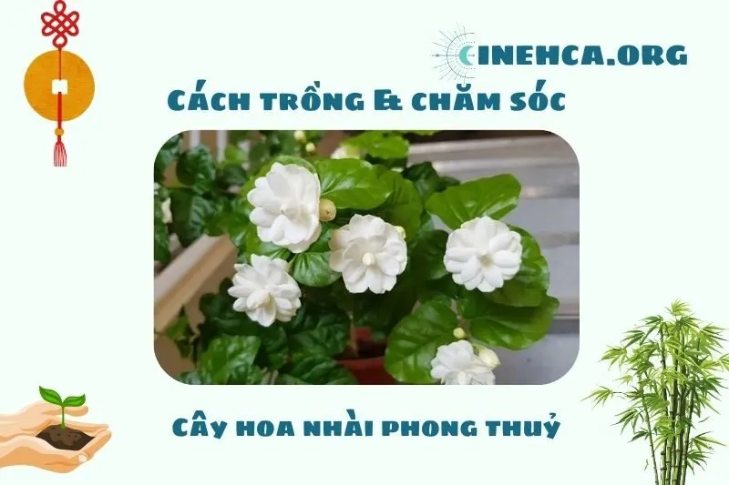 Cách trồng và chăm sóc cây hoa nhài phong thủy