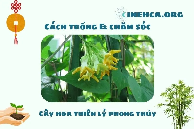 Cách trồng và chăm sóc cây hoa thiên lý