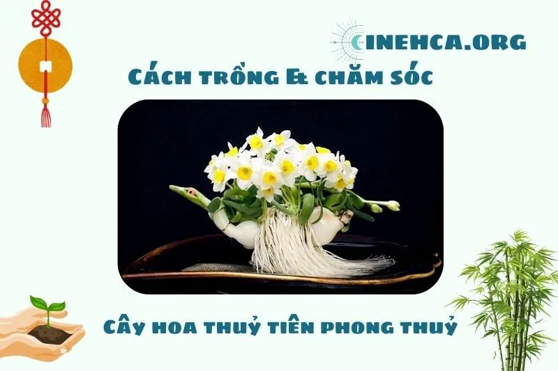 Cách trồng và chăm sóc cây hoa thủy tiên theo phong thủy