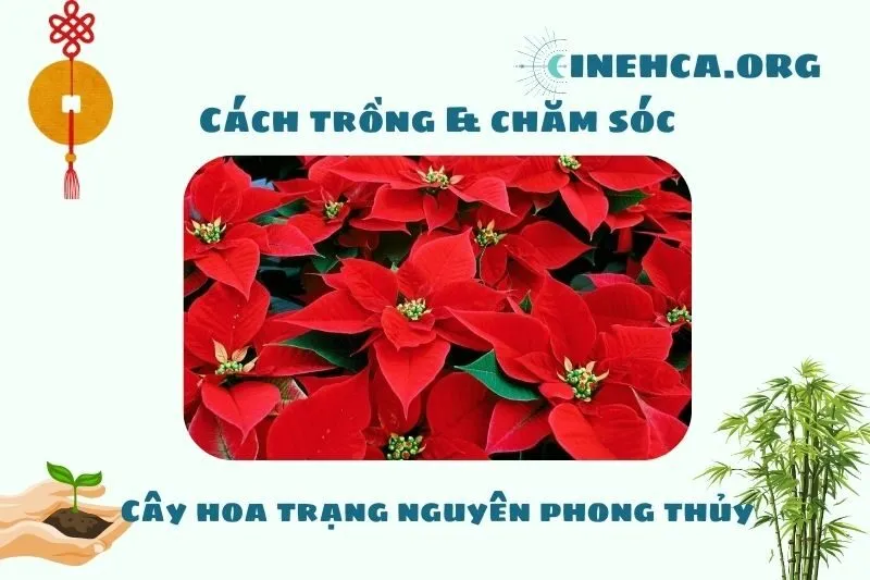 Cách trồng và chăm sóc cây hoa trạng nguyên phong thủy