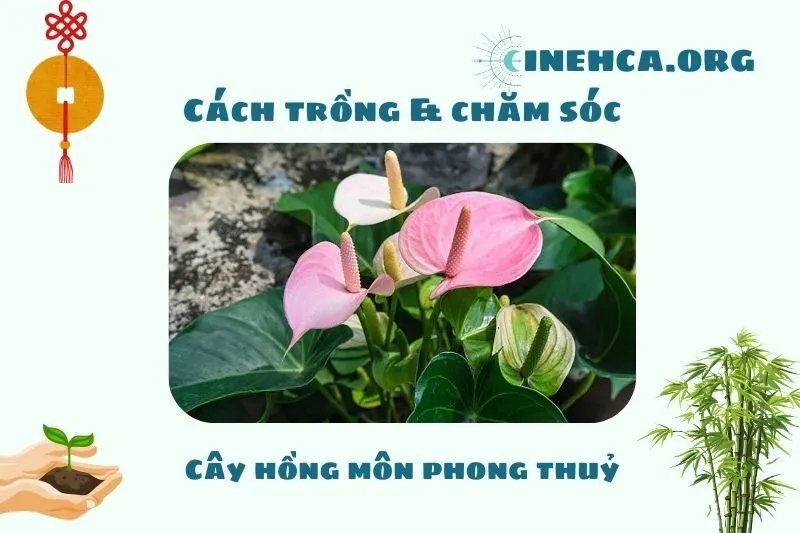 Cách trồng và chăm sóc cây hồng môn phong thủy