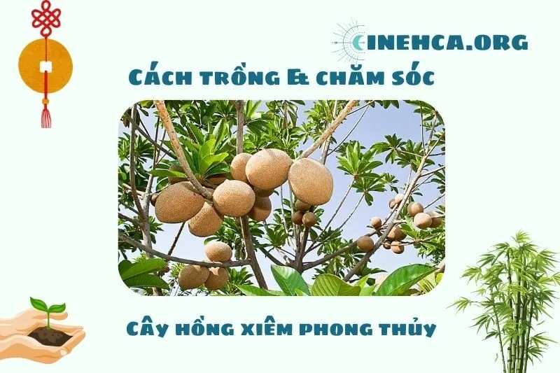 Cách trồng và chăm sóc cây hồng xiêm phong thủy
