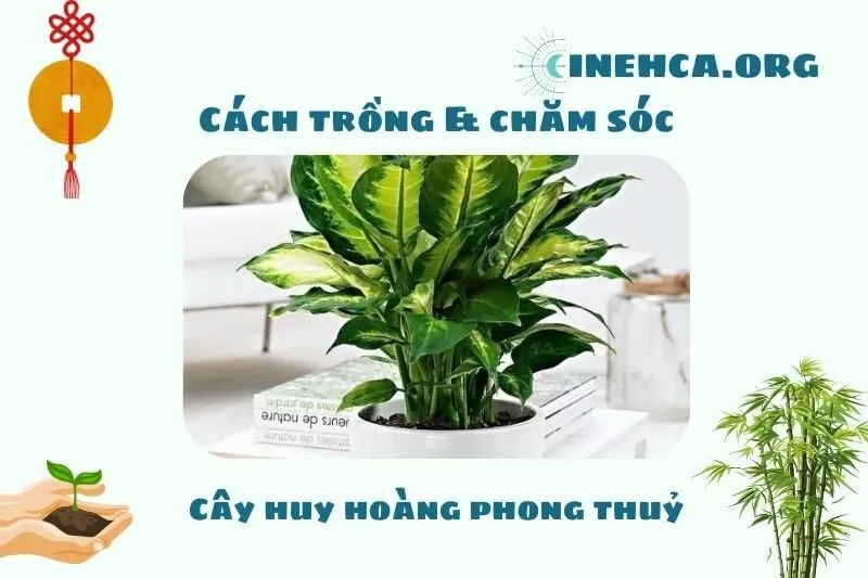 Hướng dẫn cách trồng và chăm sóc cây huy hoàng