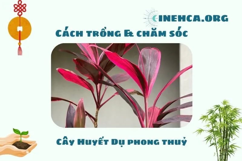 Cách trồng và chăm sóc cây huyết dụ để luôn xanh tốt