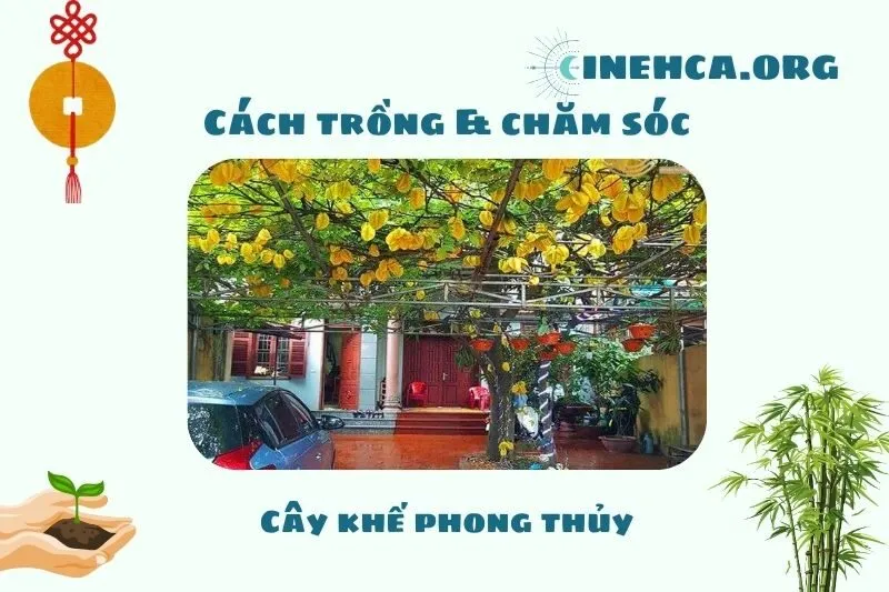Cách trồng và chăm sóc cây khế phong thủy