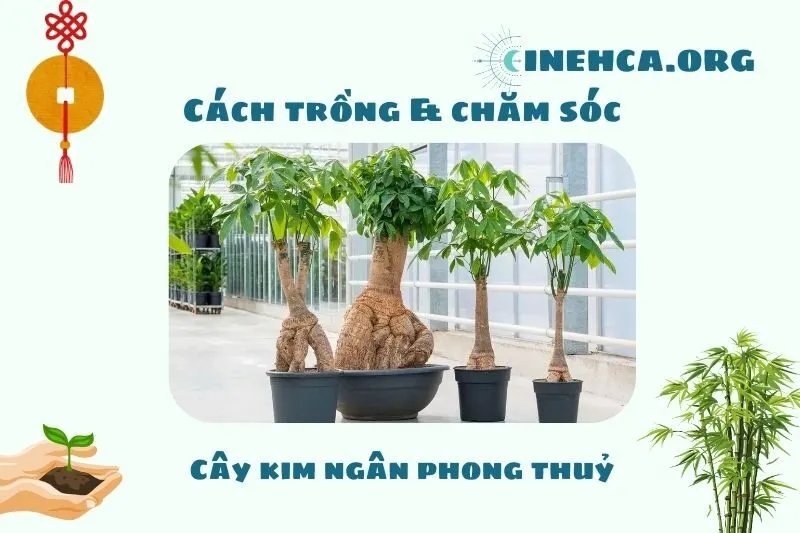 Cách trồng và chăm sóc cây kim ngân phong thuỷ