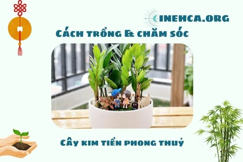 Cách trồng và chăm sóc cây kim tiền